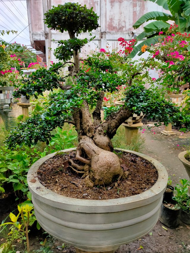 What kind of bonsai is this ?