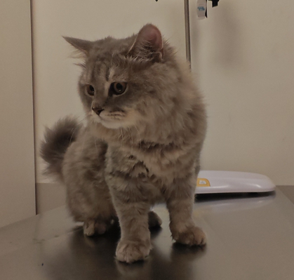 new-cat.png