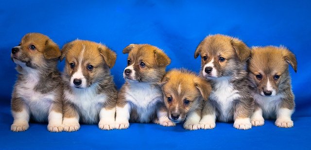 welsh-corgi-3097215_960_720.jpg