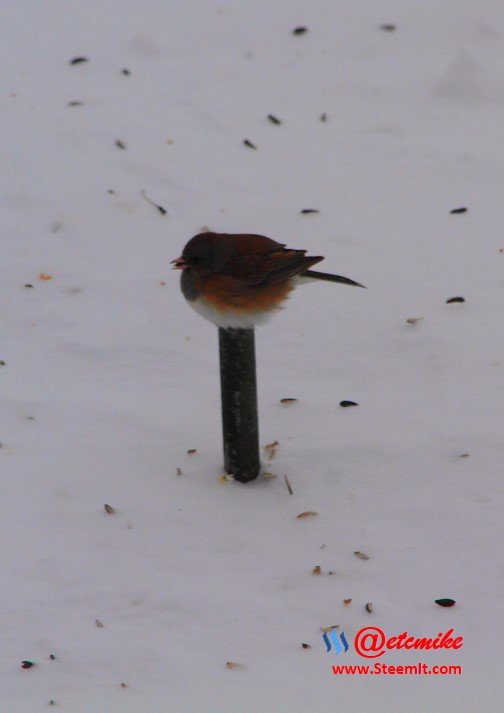 Dark-eyed Junco PFW0139.JPG