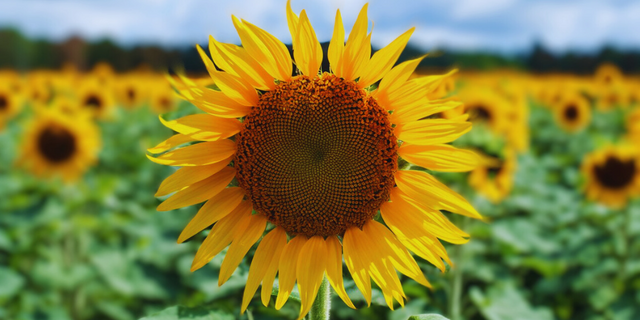 Sunflower Dream - Reflections on the Accessibility of the Gaze (Steemit).png