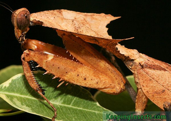 dead leaf mantis.jpg