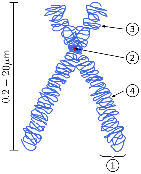 486px-Chromosome_svg.png