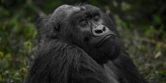 Rwanda Gorilla Tour Adventures & Guidelines  copy.jpg