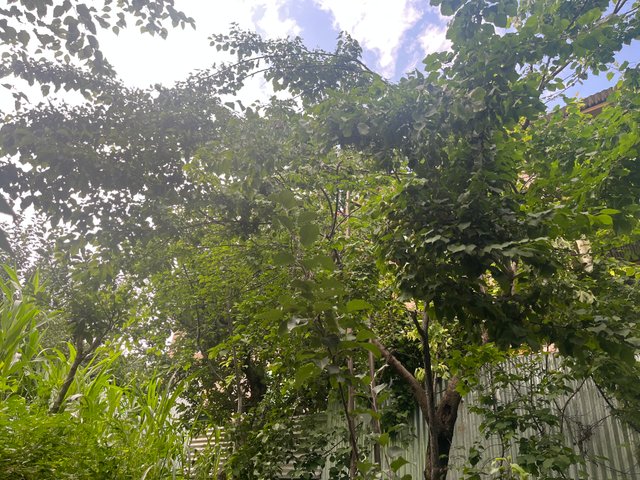 IMG_4221.jpeg