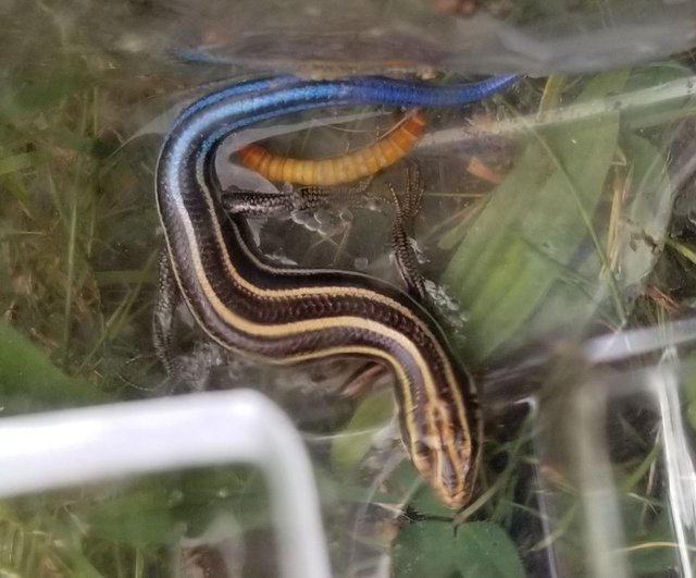 20180620_142546 - Juvenile blue-tailed skink.jpg