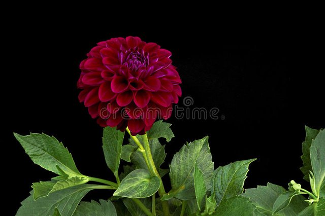 dahlia-dark-red-color-flowers-black-background-x-78359406.jpg