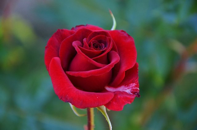 red rose-.jpg