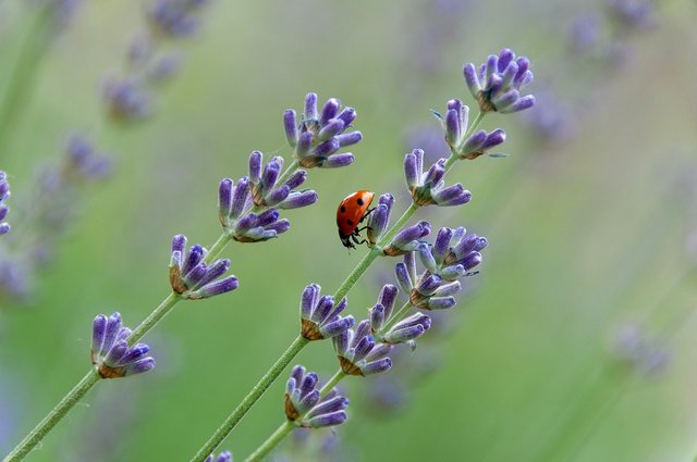 ladybug-8089501_1280.jpg