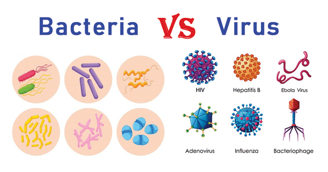 Differences-Between-Bacteria-and-Virus.png