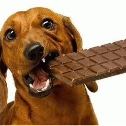 dog-chocolate1.png