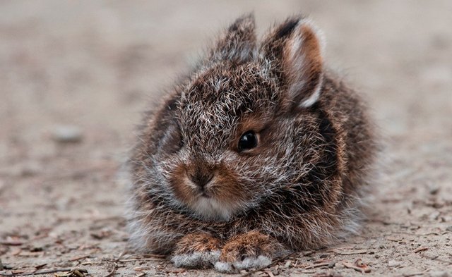 Baby-Snowshoe-Hare-Picture.jpg