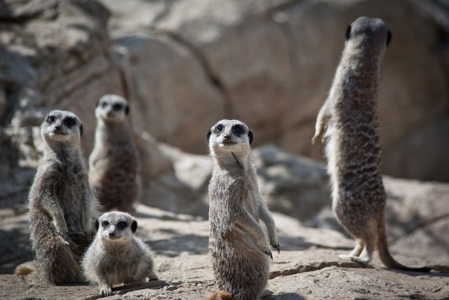 meerkats-6153748_1920.jpg