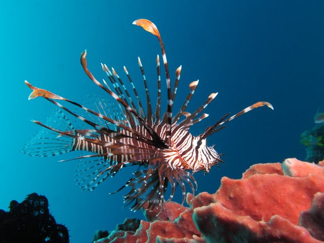 Red_lionfish_near_Gilli_Banta_Island.jpg