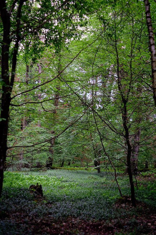 clearing in a rainy forest original photography by fraenk