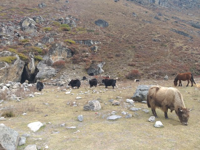 langtang national park.jpg