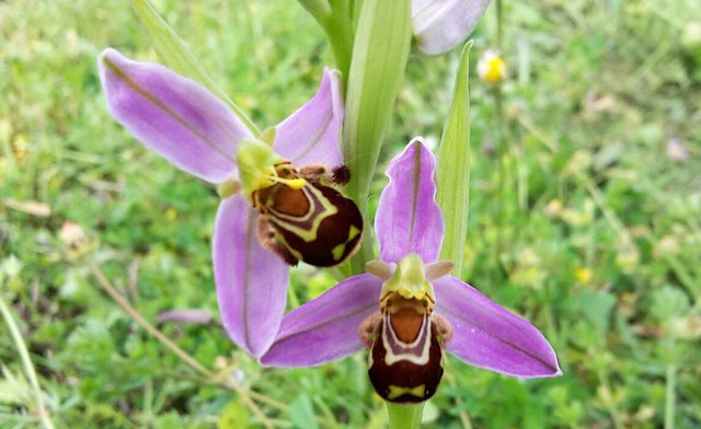 Orchide_Blüte.jpg