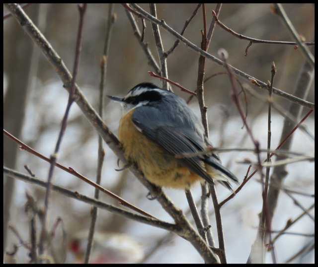 close up nuthatch sitting on branch.JPG