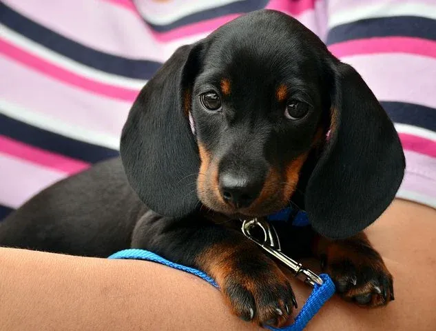 dachshund-1519374__480.webp