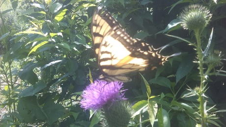 butterfly-milk-thistle-sm.png