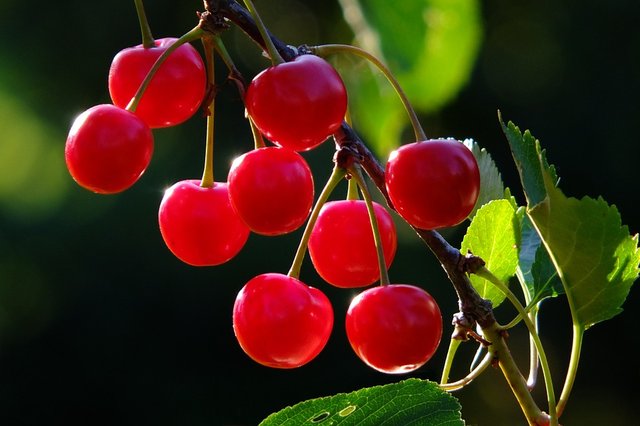 cherries-826113_960_720.jpg