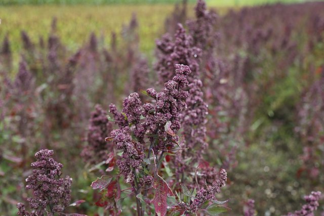 quinoa-g684c1981e_1920.jpg