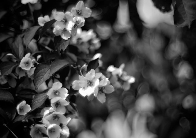 jasmin flowers bokeh bw 4.jpg