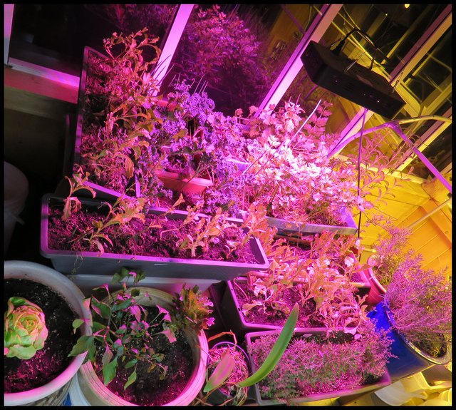 plants growing under led grow light.JPG
