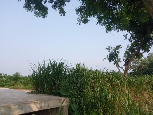 প্রকৃতি (4).jpg