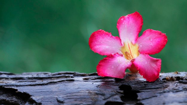 bella-flor-madera-naturaleza-fondo-pantalla_130147-16.jpg