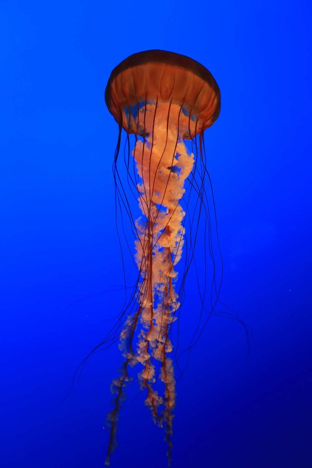 Aquarium-YellyFish-03.jpg