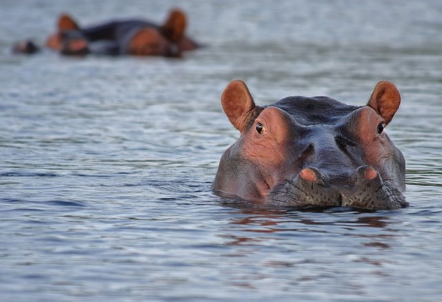 animals-hippopotamus-hippos-46540.jpg