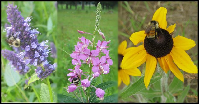 close up of bee on hyssop fireweed black eyed susan.JPG