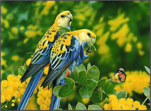 desktop-wallpaper-55-cute-love-bird-colorful-parrot-beautiful-birds (1).jpg