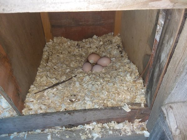 First pullet eggs1 crop Sept. 2018.jpg