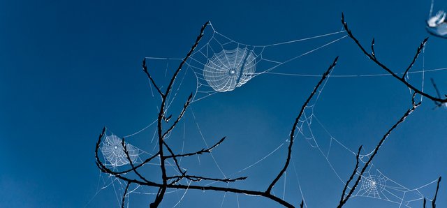 6089361805-beautiful-spider-web-in-the-sunlight (FILEminimizer).jpg