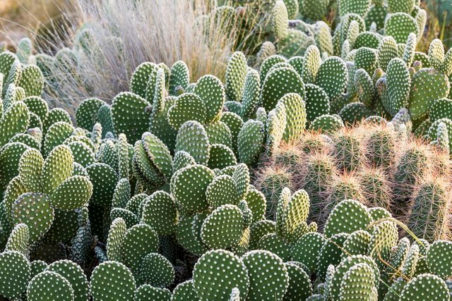 types-of-cactus-the-best-types-of-cactus-to-grow-in-your-garden.jpg