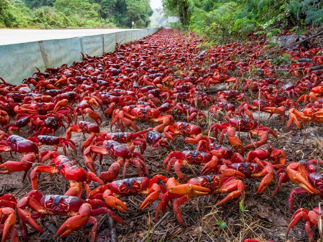 cangrejos-rojos-isla-Navidad-carretera.jpg