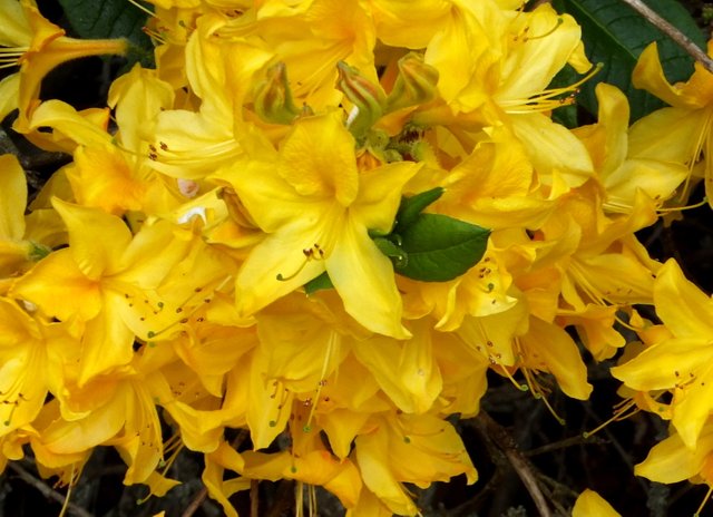 1024-YellowRhodies.jpg