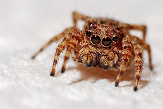 spider-macro-insect-arachnid-40860.jpg