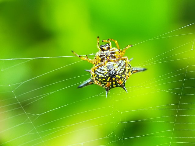 Horned Spider (31).jpg