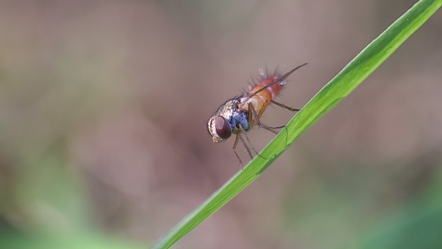 探寻亚齐森林的野生昆虫，分享我的发现和看法-豁天游|活田酉 一个专门分享有趣的信息，激发人们的求知欲。