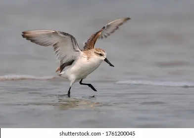 spoonbilled-sandpiper-most-rare-endangered-260nw-1761200045.webp