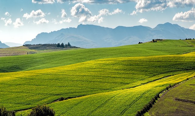 canola-fields-1911392_1280.jpg