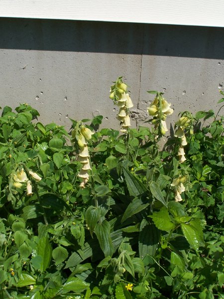 West - perennial foxglove crop June 2019.jpg