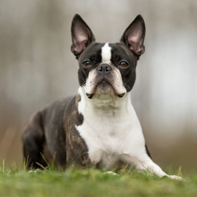 Are Boston Terriers Prone to Cancer_ 7 Signs to Watch For - Boston Terrier Society.jpeg