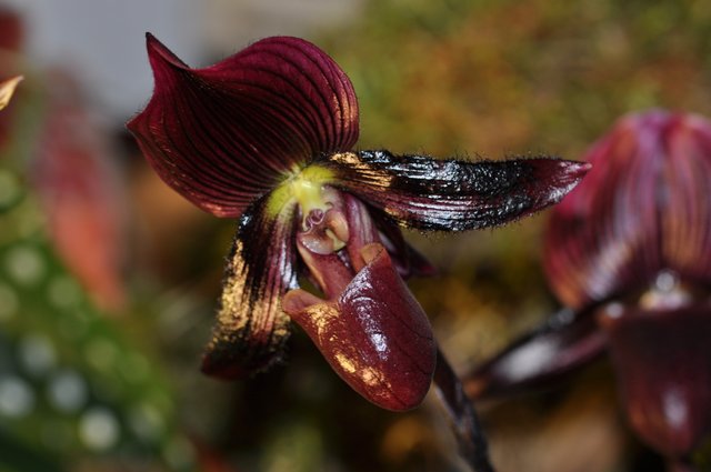 Orchid 1.JPG