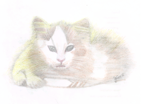 Dibujo de un gatito lindo.png