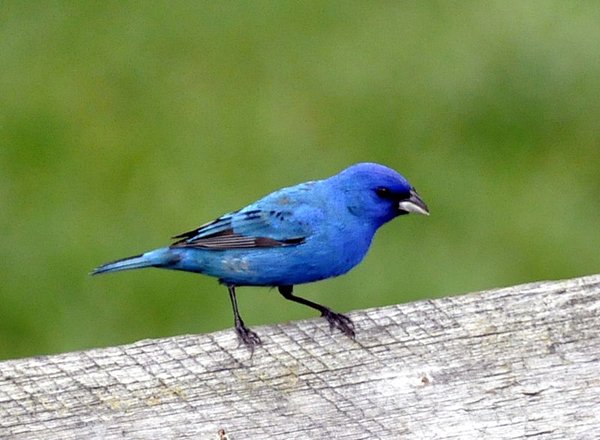 800px-Indigo_Bunting_male crop.jpg