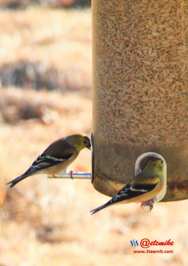 American Goldfinch IMG_0158.JPG